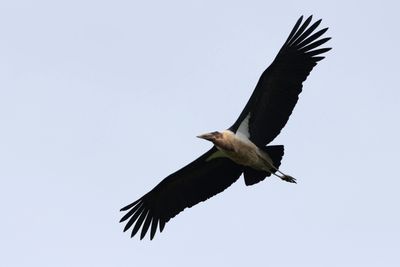 Marabou Stork - Maraboustork