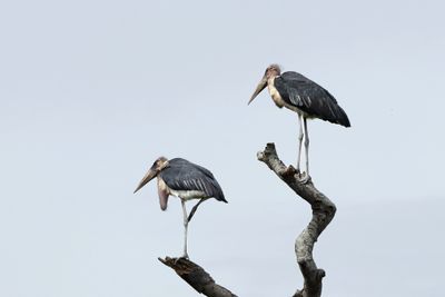 Marabou Stork - Maraboustork