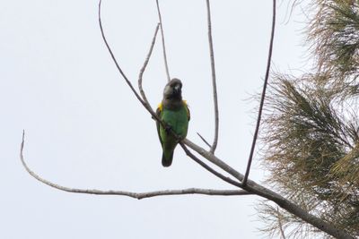 Meyer's Parrot - Savannpapegoja