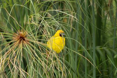 Northern Brown-throated Weaver - Victoriavvare