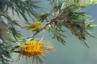 Northern Yellow White-eye - Kanariegul glasgonfgel