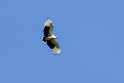Palm-nut Vulture - Palmgam