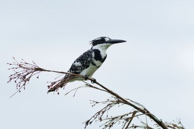 Pied Kingfisher - Grfiskare