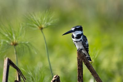 Pied Kingfisher - Grfiskare