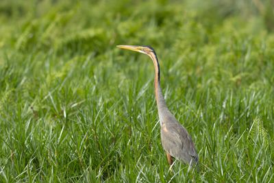 Purple Heron - Purpurhger