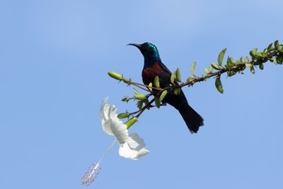 Red-chested Sunbird - Rdbrstad solfgel