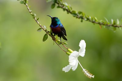 Red-chested Sunbird - Rdbrstad solfgel