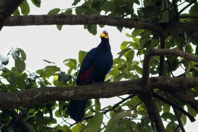 Ross's Turaco - Gulmaskad turako