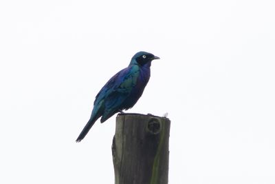 Rüppell's Starling - Blgrn glansstare