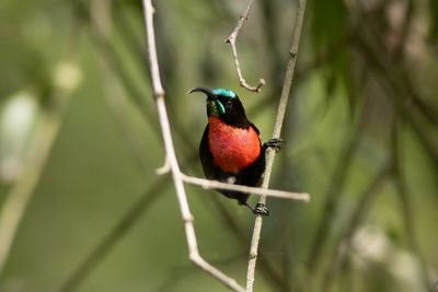 Scarlet-chested Sunbird - Scharlakansbrstad solfgel
