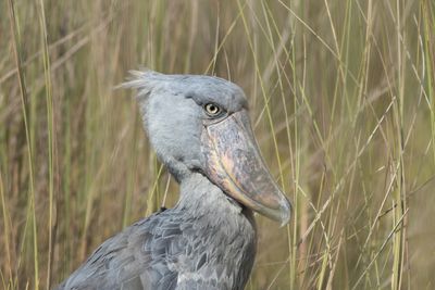 Shoebill - Trskonbb