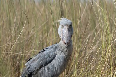Shoebill - Trskonbb