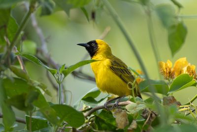 Slender-billed Weaver - Smalnbbad vvare