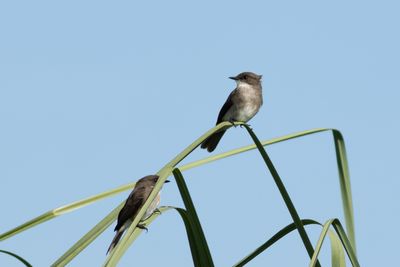 Swamp Flycatcher - Sumpflugsnappare