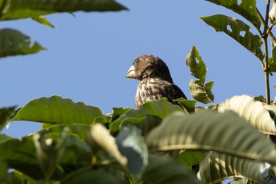 Thick-billed Weaver - Tjocknbbad vvare