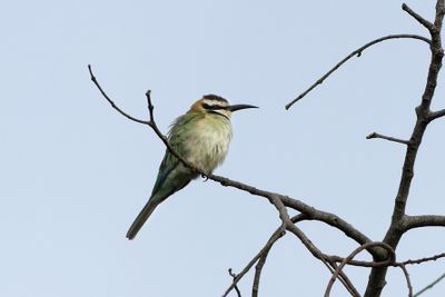 White-throated Bee-eater - Vitstrupig bitare