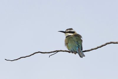White-throated Bee-eater - Vitstrupig bitare