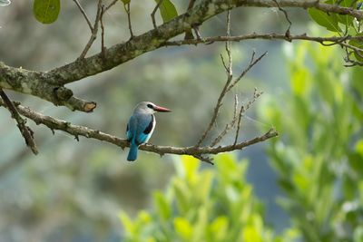 Woodland Kingfisher - Savannkungsfiskare