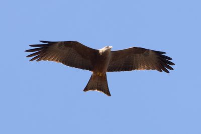 Yellow-billed Kite - Gulnbbad glada