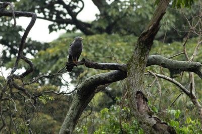 African Harrier-Hawk - Afrikansk kltterhk