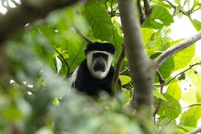 Mantled guereza - stlig svartvit guereza