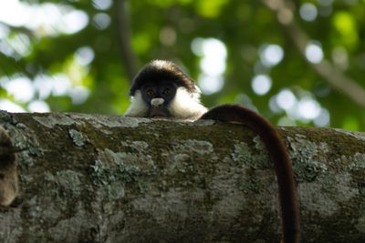 Red-tailed Monkey - Svartkindad vitnsa
