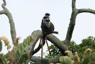 Red-tailed Monkey - Svartkindad vitnsa