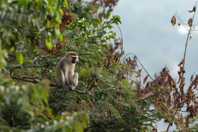 Vervet Monkey - Grn markatta