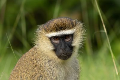 Vervet Monkey - Grn markatta