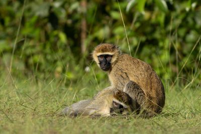 Vervet Monkey - Grn markatta