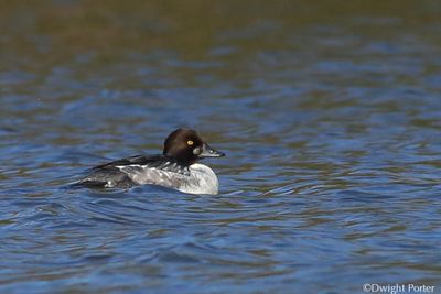 Common Goldeneye