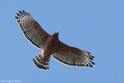 Red-shouldered Hawk