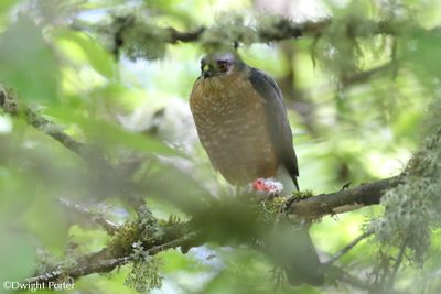 Sharp-shinned Hawk