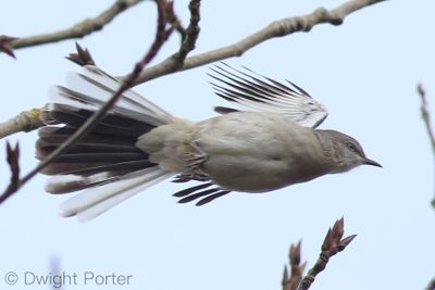 Northern Mockingbird