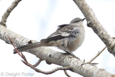 Northern Mockingbird