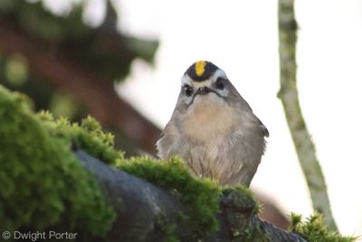 Golden-crowned Kinglet