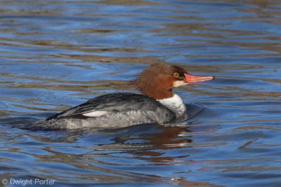 Common Merganser