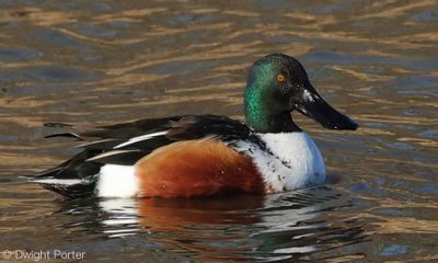 Northern Shoveler