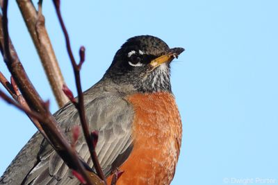 American Robin