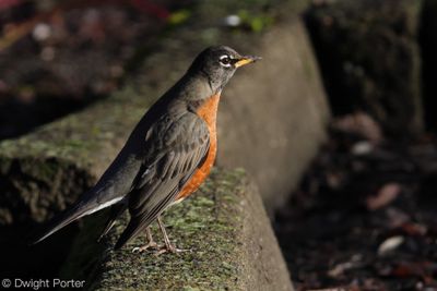 American Robin