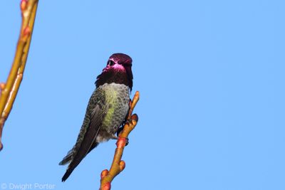 Anna's Hummingbird
