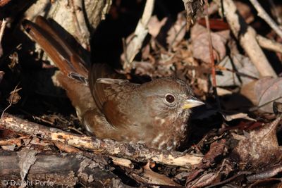 Fox Sparrow