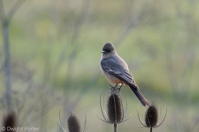 Say's Phoebe