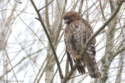 Red-shouldered Hawk
