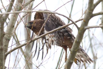Red-shouldered Hawk