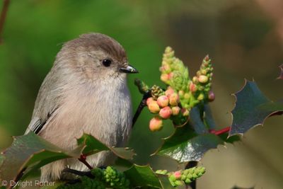Bushtit