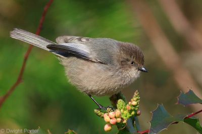 Bushtit