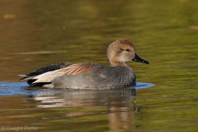 Gadwall