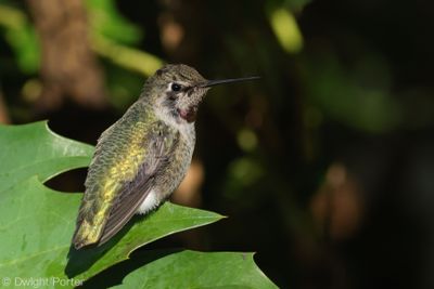 Anna's Hummingbird