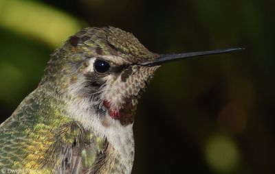 Anna's Hummingbird